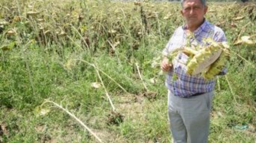 Yenişehir&rsquo;de Dolu Ekili Arazilere Zarar Verdi