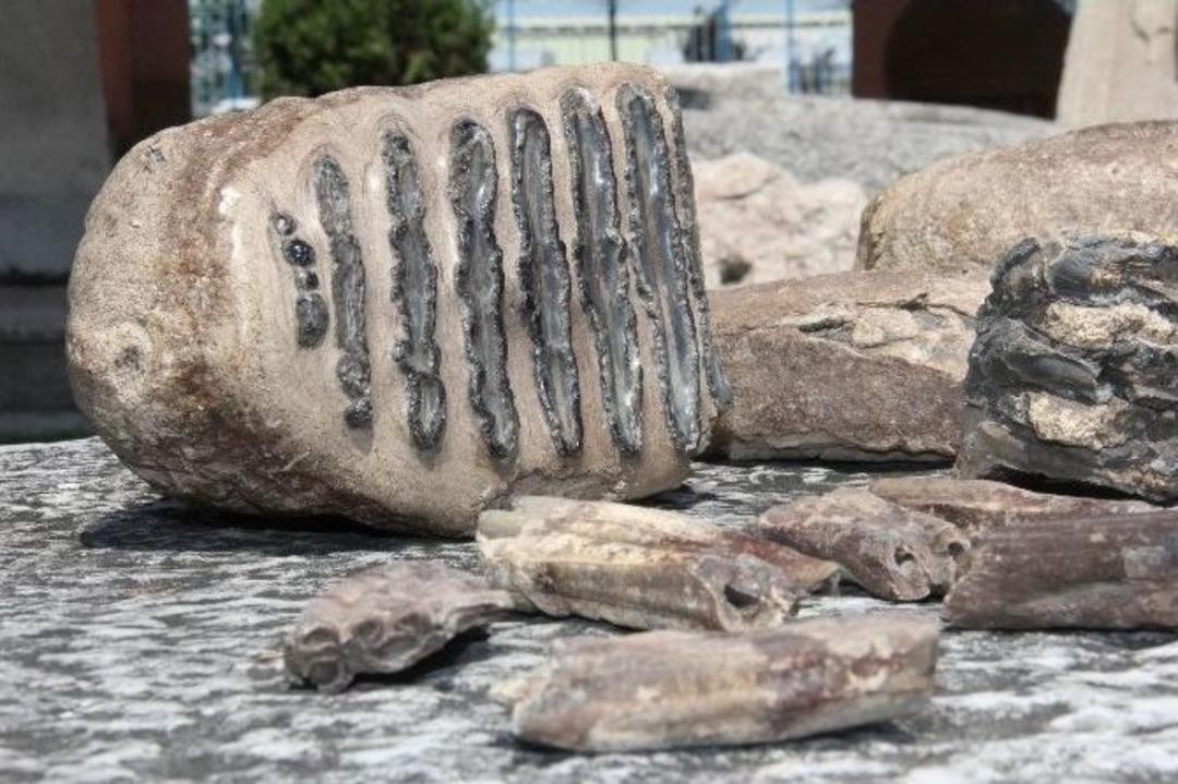 2 Milyon Yıllık Fosil Bulundu