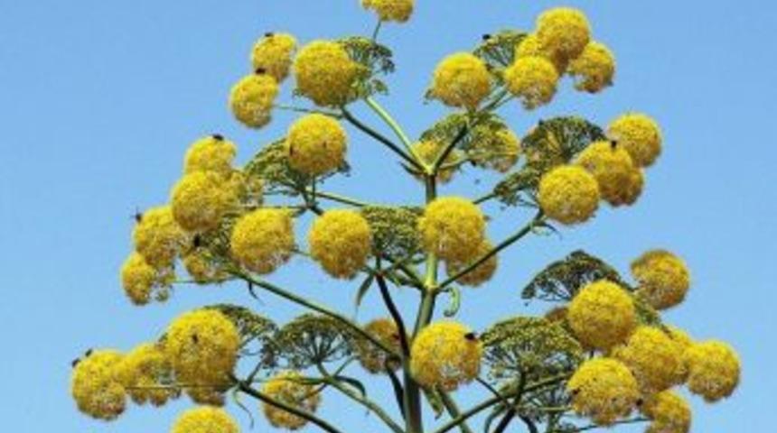 Doğal Afrodizyak, &Ccedil;akşır Otu