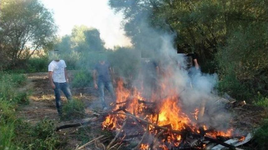 Dicle Nehri Kenarında Hint Keneviri Ele Ge&ccedil;irildi