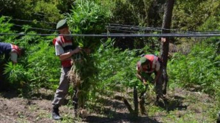 Jandarmadan Uyuşturucu Operasyonu