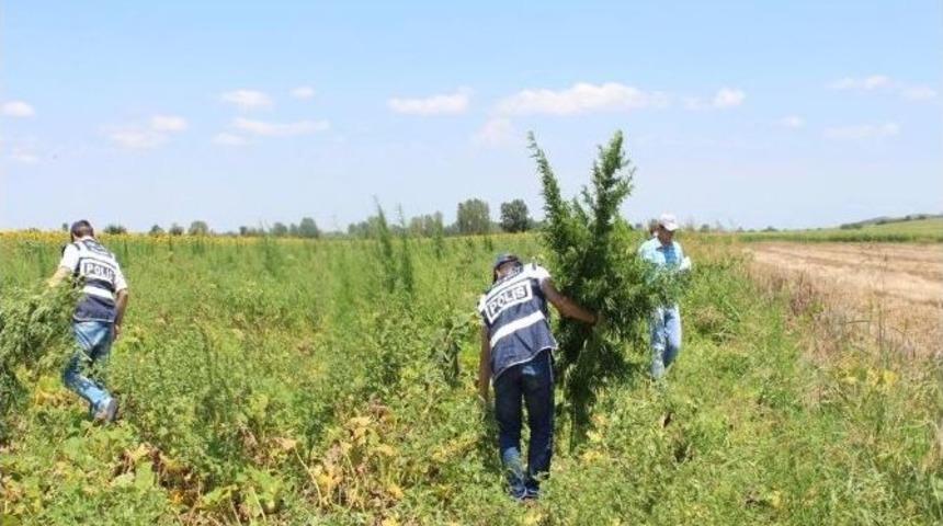 Kırklareli’de Hint Keneviri Operasyonu