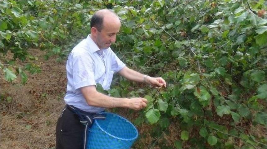 Cumhurbaşkanı Adaylarına Fındık Yolladı