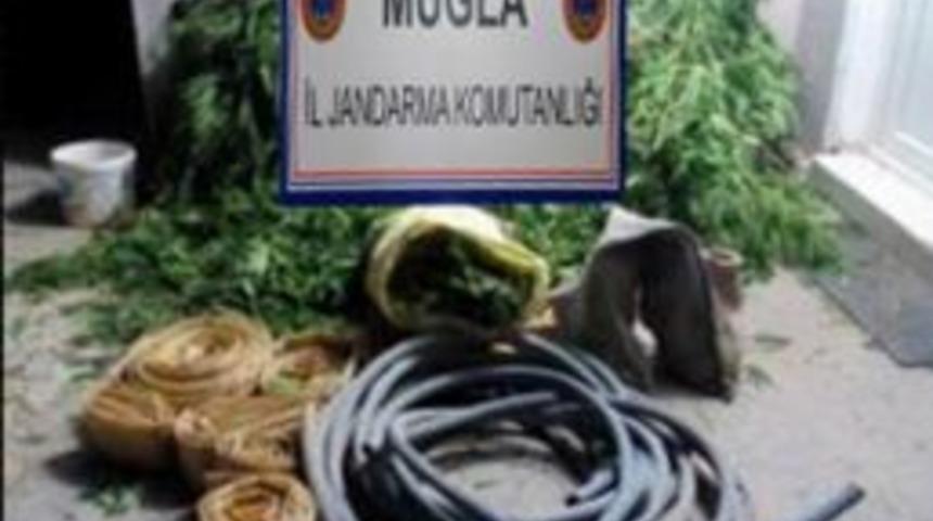 Ormanda Kenevir Operasyonu