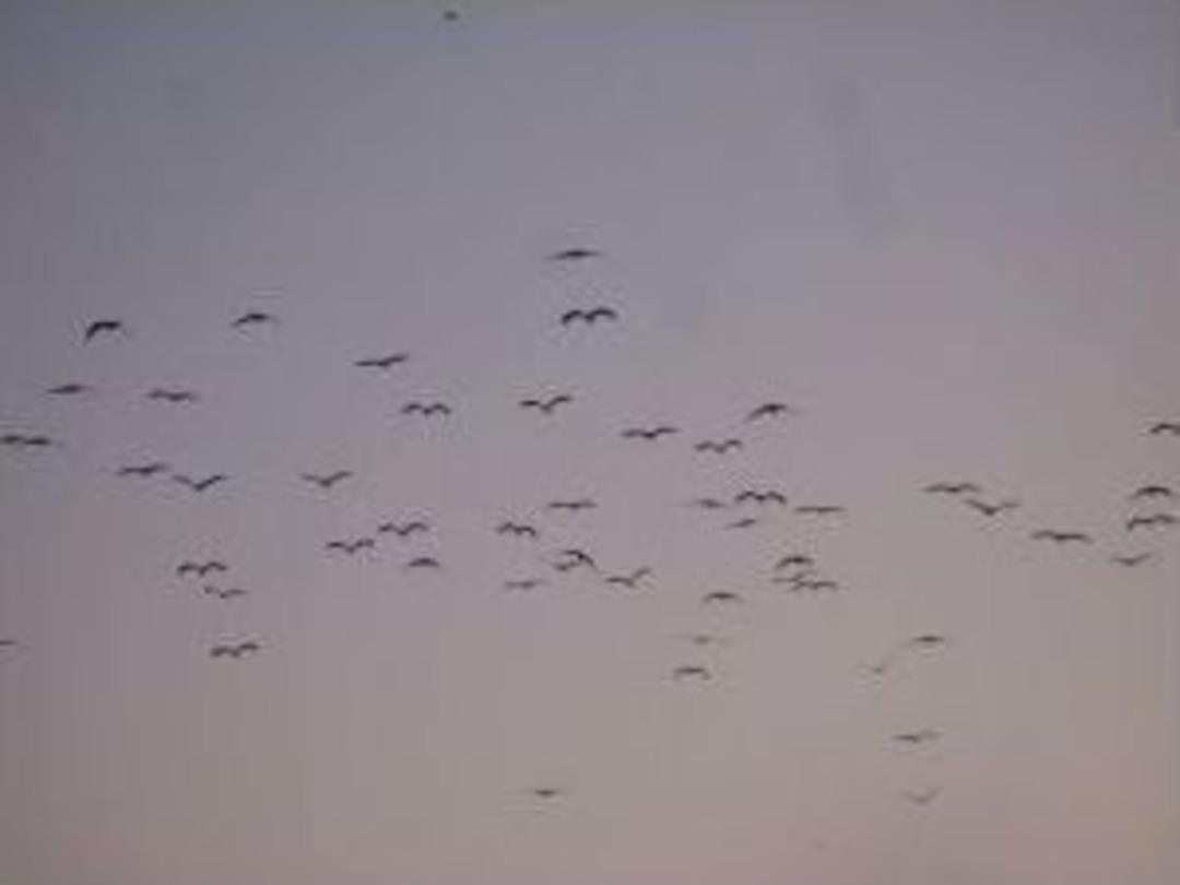 (&ouml;zel Haber) - Leylekler Elektrik Akımına &Ccedil;arpıldı, 2 K&ouml;y Elektriksiz Kaldı