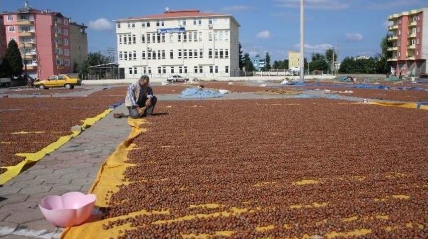 Ziraat Odası&rsquo;ndan Fındıkta Harman Uyarısı