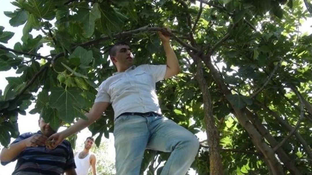 Yeşil Xurs Vadisi'nde İncir Ağa&ccedil;ları Meyve Vermeye Başladı