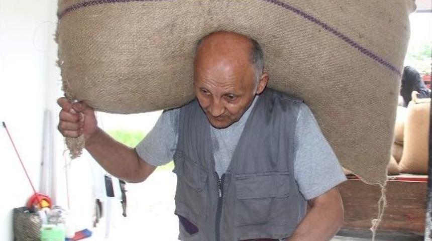 Fındıkta Rekolteden Sonra Fiyatlar Da Tartışma Konusu Oldu