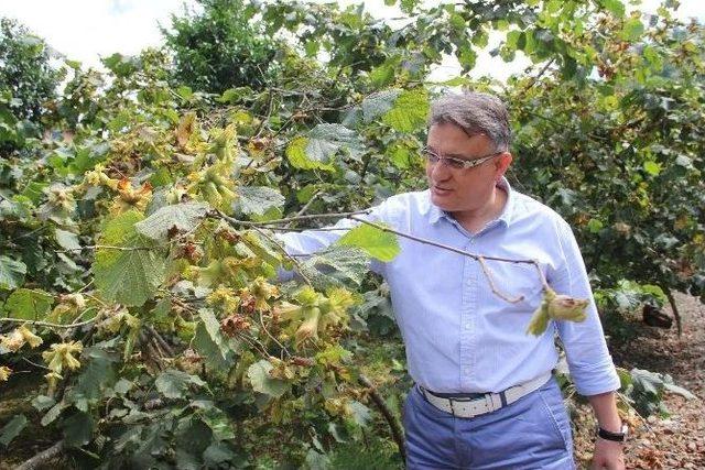 Fındıkta Rekolteden Sonra Fiyatlar Da Tartışma Konusu Oldu