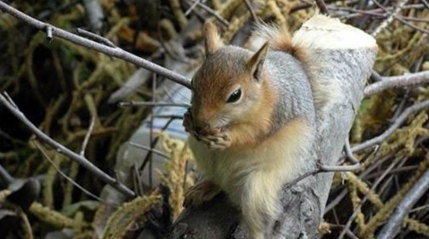 Bursa'da Ka&ccedil;ak Sincaplara El Konuldu