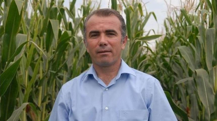 Diyarbakır’da Mısır Üretim Alanlarında Artış