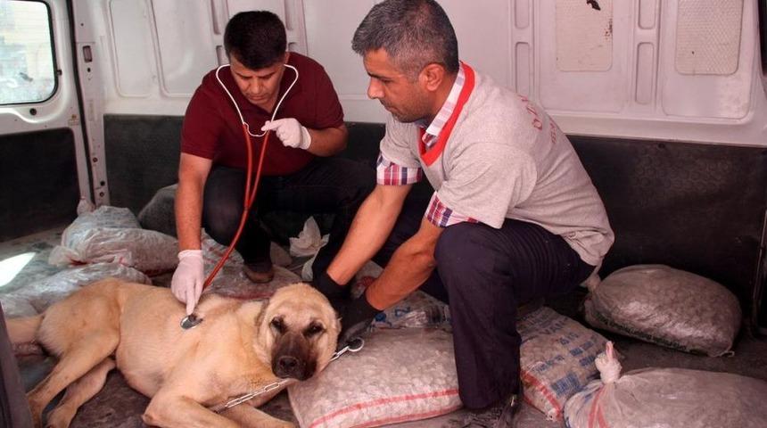 S&uuml;r&uuml;y&uuml; Korurken Yaralanan &Ccedil;oban K&ouml;peği Tedavi Edildi