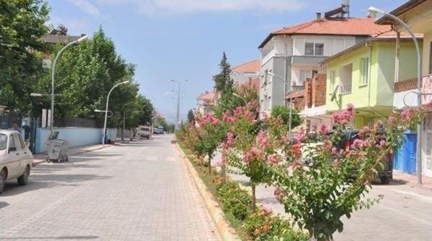 Oya Ağacı, G&ouml;lbaşı İl&ccedil;esine G&uuml;zel G&ouml;r&uuml;n&uuml;m Kattı