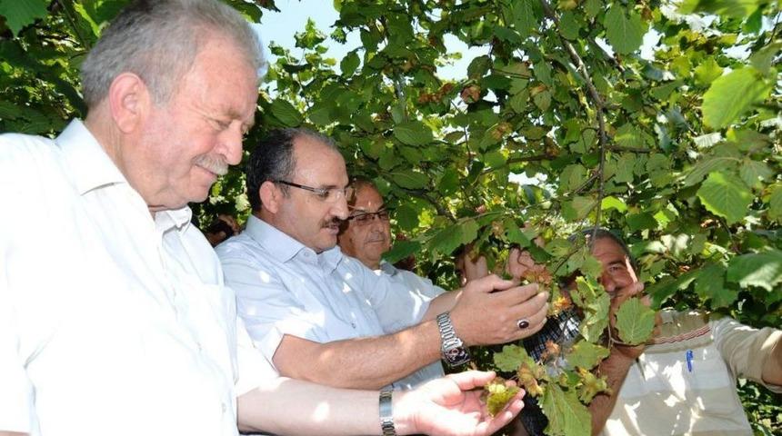 Zonguldak'ta &Uuml;retici Fındık Hasadından Umutlu