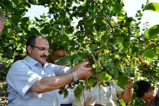 Zonguldak'ta Üretici Fındık Hasadından Umutlu