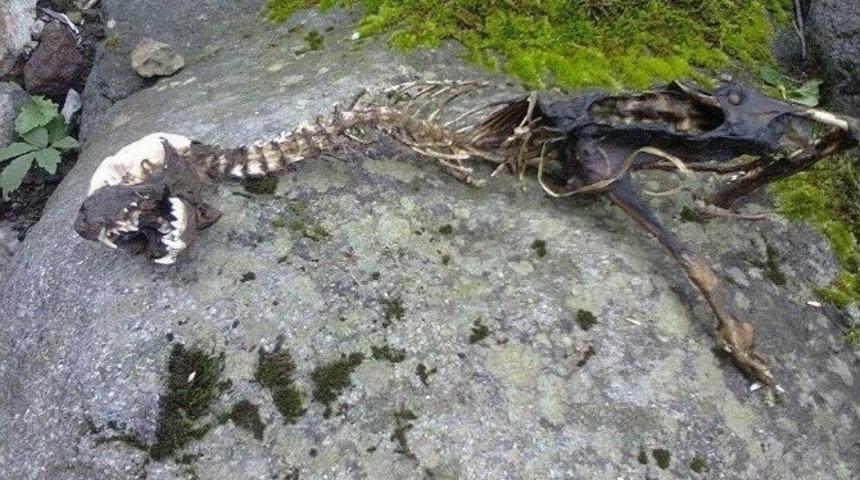 K&ouml;yl&uuml;ler Su Samuru İskeletini Dinazor İskeleti Sandı