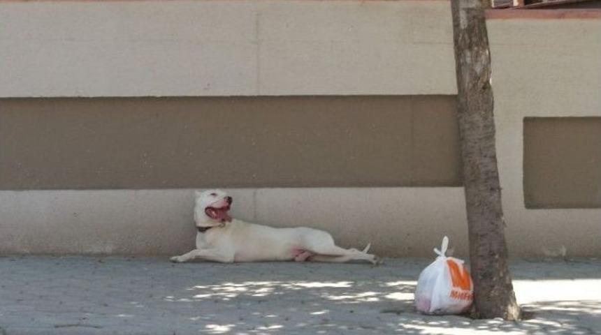 Tehlikeyi Zabıta &Ouml;nledi