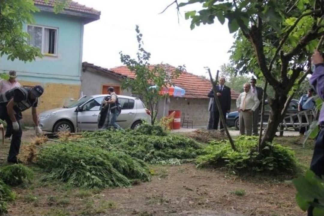 (&ouml;zel Haber) Bartın Kom&rsquo;dan Kenevir Oprerasyonu