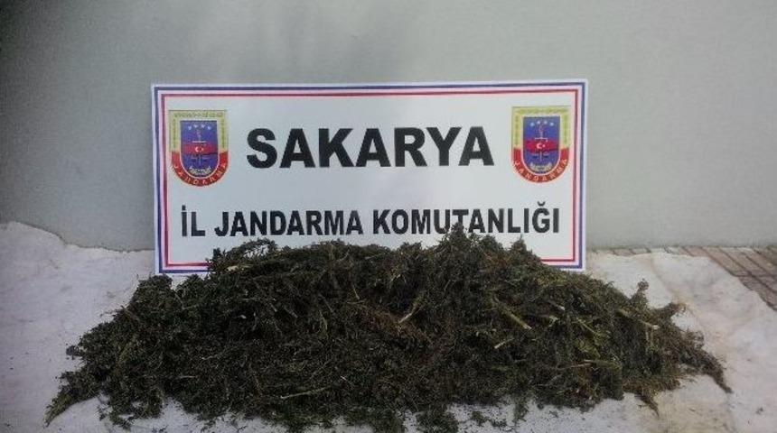 Jandarmadan Uyuşturucu Operasyonu