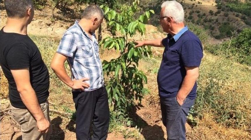 Şebinkarahisar&rsquo;da Şebin Cevizi'nin Yerini Amerikan Chandler Cevizi Almaya Başladı