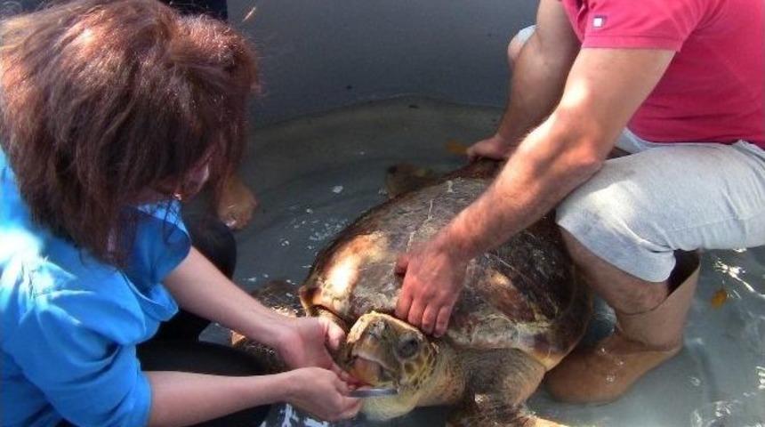 Yaralı Kaplumbağayı Elleriyle Beslediler