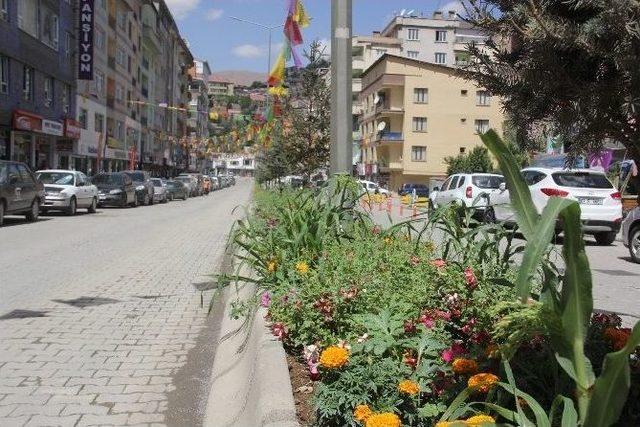 Belediye’nin Ektiği Çiçekler Hakkari’ye Renk Kattı