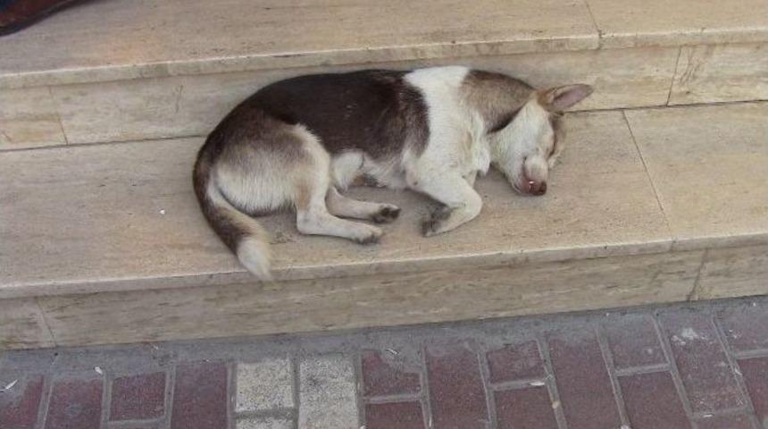 Sıcaklar Hayvanları Da Bunaltıyor