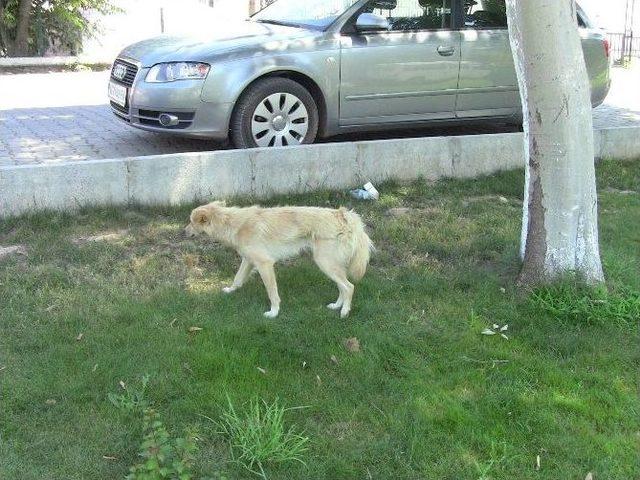 Sıcaklar Hayvanları Da Bunaltıyor