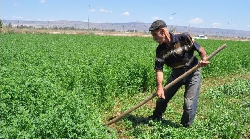 Yıllardır Tırpan Kullanarak Sağlıklı Kaldı