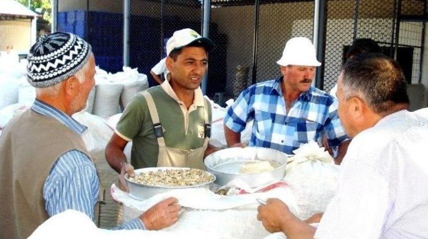 Sarıg&ouml;l&rsquo;de Haşhaş Kaps&uuml;l Alımları Başladı