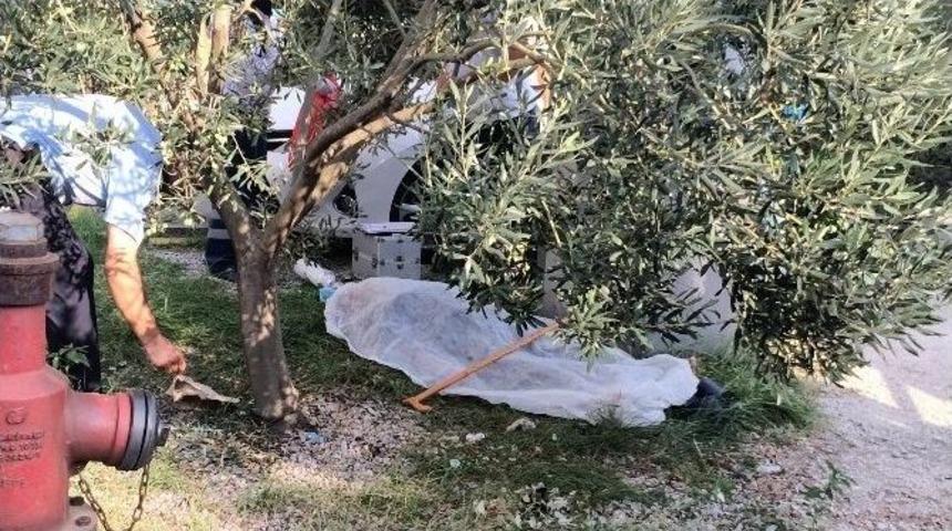 Ağaç Altında Ölüme Yattı