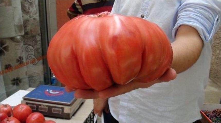 Kabak Değil Domates!