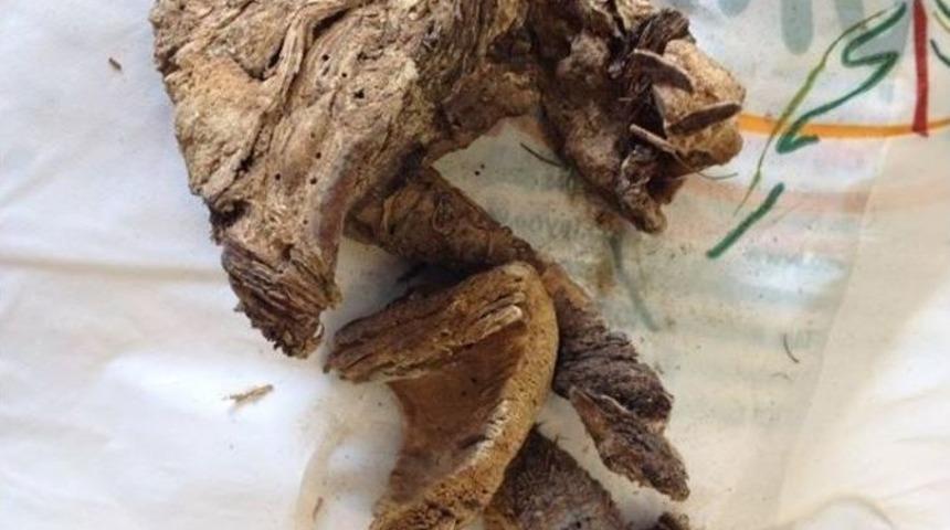 Sperm Sayısını Arttıran &Ccedil;akşır K&ouml;k&uuml;n&uuml;n Kilosu Bin Tl'ye Satılıyor