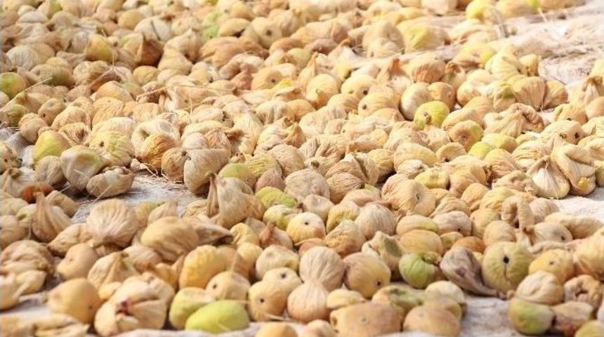 Posacı: &ldquo;incirde En B&uuml;y&uuml;k Sorun Aflatoksindir&rdquo;