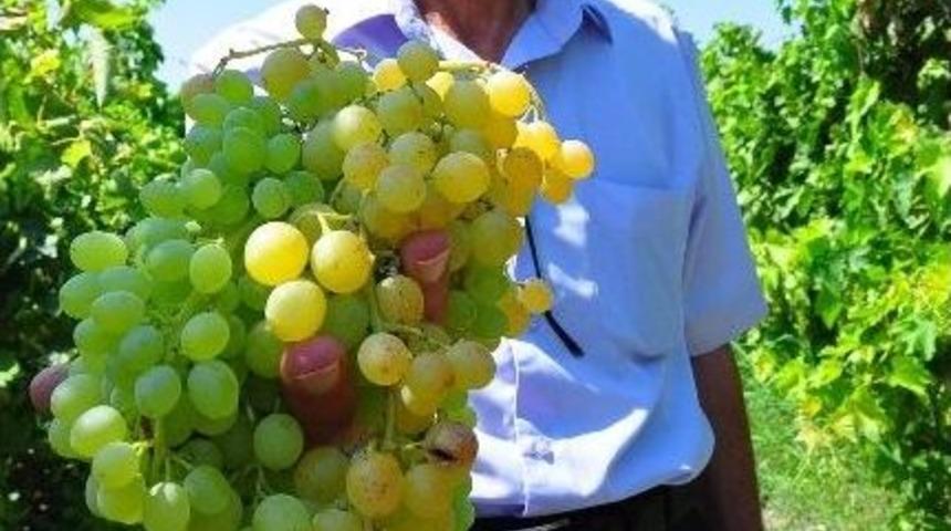 (&ouml;zel Haber) &Uuml;z&uuml;mde Rekolte Bilmecesi