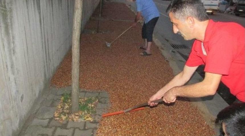 Giresun&rsquo;da Fındık Harmana Ve Kaldırımlara İndi