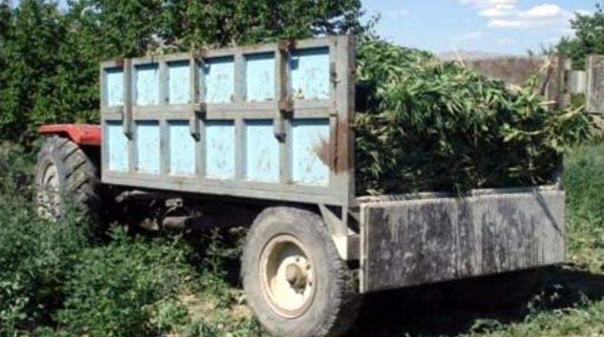 Malatya'da 3 Bin 50 Kök Kenevir Ele Geçirildi