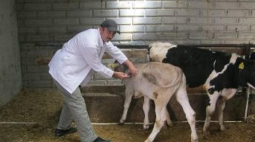 Beyşehir&rsquo;de B&uuml;y&uuml;kbaş Hayvanlar Aşılanıyor