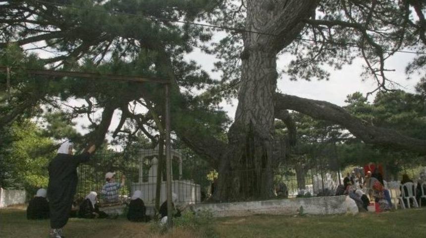 Dolu Baba Hazretleri Dualarla Anıldı