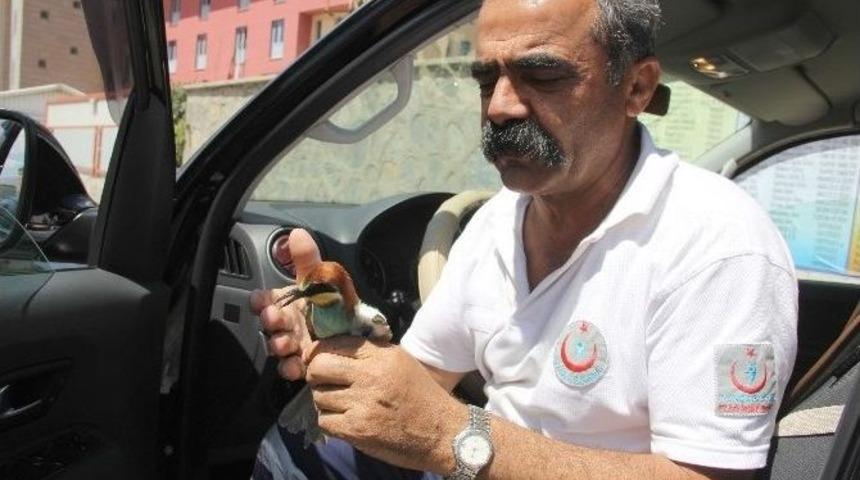 Ambulansın &Ccedil;arptığı Kuş Tedavi Altına Alındı