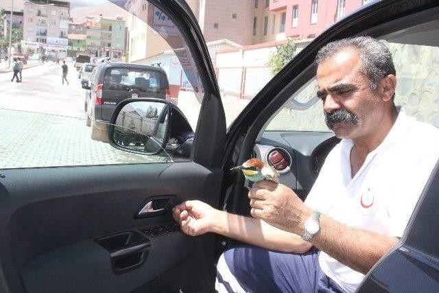 Ambulansın Çarptığı Kuş Tedavi Altına Alındı