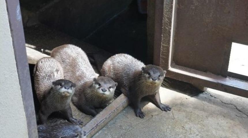 Darıca Hayvanat Bahçesinin Yeni Misafirleri