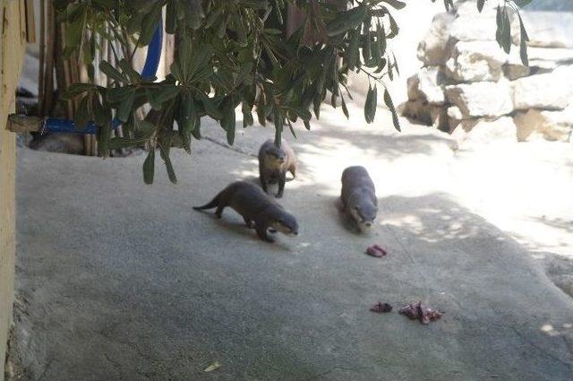 Darıca Hayvanat Bahçesinin Yeni Misafirleri