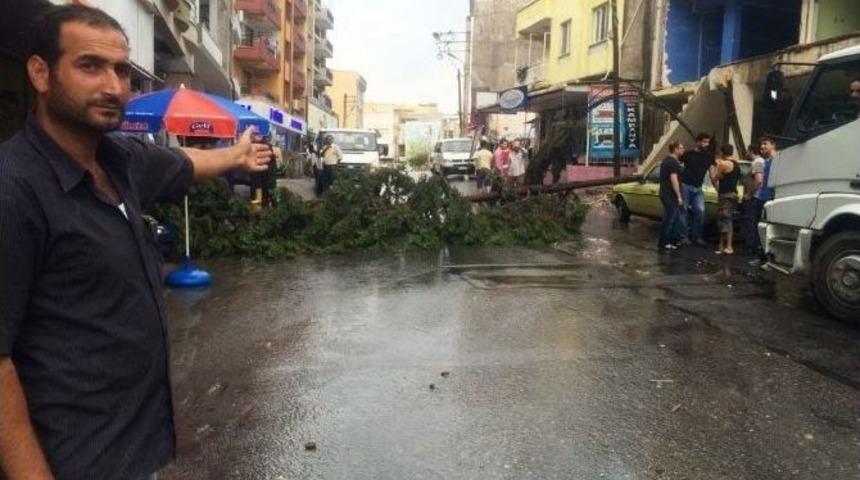 İzmir&rsquo;de Devrilen Ağa&ccedil; Yolu Kapattı