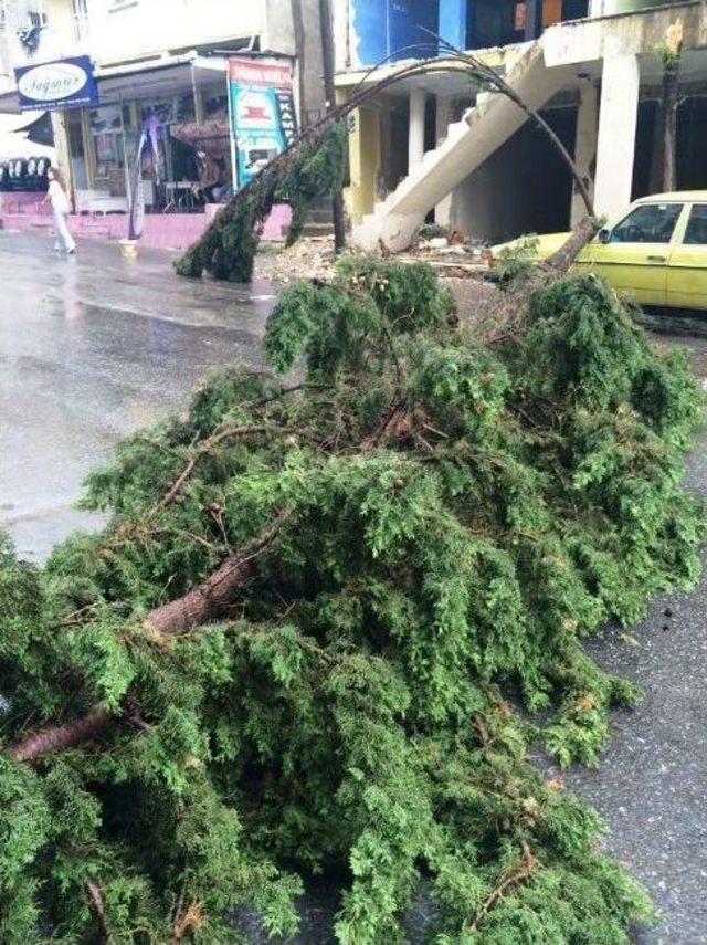 İzmir’de Devrilen Ağaç Yolu Kapattı