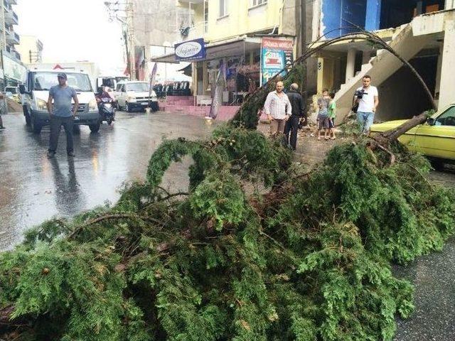 İzmir’de Devrilen Ağaç Yolu Kapattı