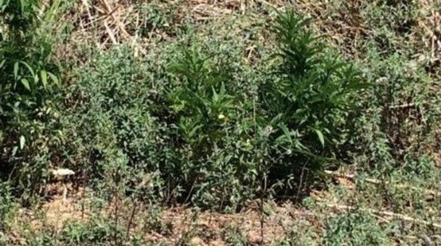 Bayrami&ccedil;&rsquo;te Kenevir Operasyonu