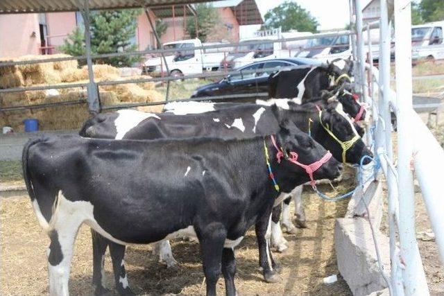 Yozgat'ta Çiftçilere 40 Tane Damızlık Düve Dağıtıldı