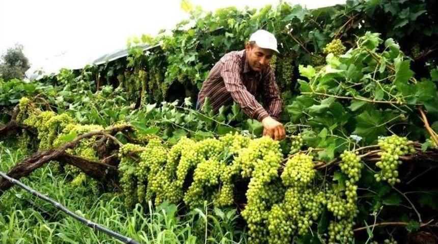 Fırtına Sarıg&ouml;l&rsquo;de &Uuml;z&uuml;mc&uuml;leri Korkuttu