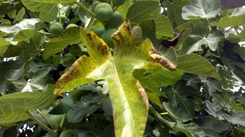 (&ouml;zel Haber) Krali&ccedil;e Meyvesi Siyah İncir Paslanıyor